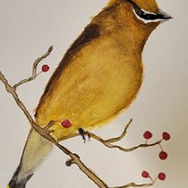 My project in Artistic Watercolor Techniques for Illustrating Birds course. Projekt z dziedziny Trad, c, jna ilustracja, Malowanie akwarelą, R, sunek realist, czn, Ilustracja naturalist i czna użytkownika Tracey Oliverio - 28.01.2022