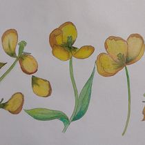 Mi Proyecto del curso: Sketchbook botánico: una aproximación meditativa. Ilustração tradicional, Esboçado, Desenho, Pintura em aquarela, Ilustração botânica, e Sketchbook projeto de Virginia Daga - 29.01.2022