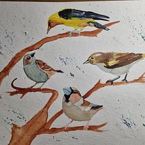 Mein Kursprojekt: Illustriere Vögel mit expressiven Aquarelltechniken. Projekt z dziedziny Trad, c, jna ilustracja, Malowanie akwarelą, R, sunek realist, czn, Ilustracja naturalist i czna użytkownika sabrina_dragons - 29.01.2022