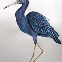 My project in Naturalist Bird Illustration with Watercolors course. Projekt z dziedziny Trad, c, jna ilustracja, Malowanie akwarelą, R, sunek realist, czn, Ilustracja naturalist i czna użytkownika wiehermal - 01.02.2022