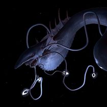 deep sea leviathan . Projekt z dziedziny Trad, c, jna ilustracja, 3D, Projektowanie postaci, Ilustracja c, frowa,  Modelowanie 3D, Projektowanie postaci 3D, Malarstwo c i frowe użytkownika Emma Porschen - 01.02.2022