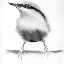 Mon projet du cours : Techniques artistiques noir et blanc pour illustrer les oiseaux. Projekt z dziedziny Trad, c, jna ilustracja, R, sunek realist, czn, Ilustracja naturalist i czna użytkownika Jeff CAP - 02.02.2022