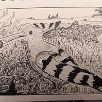 My project in Dip Pen and Ink Illustration: Capturing The Natural World course. Un projet de Esquisse , Dessin, Dessin artistique, Carnet de croquis, Illustration à l'encre et Illustration naturaliste de itsilana - 02.02.2022
