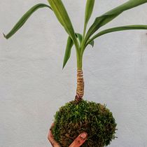 Mi Proyecto del curso: Kokedamas: crea macetas naturales de musgo. Arts, Crafts, Interior Design, Decoration, DIY, Floral, Plant Design, L, and scape Architecture project by albabiloba - 02.02.2022