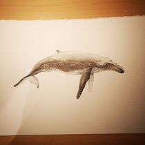 Mein Kursprojekt: Techniken der naturalistischen Illustration: Wale in Aquarell. Fine Arts, Painting, Watercolor Painting, and Naturalistic Illustration project by Armin Rist - 02.02.2022