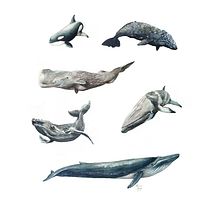 Mi Proyecto del curso: Técnicas de ilustración naturalista: ballenas en acuarela. Traditional illustration, Poster Design, Digital Illustration, and Manga project by Adrián Rayón - 02.02.2022
