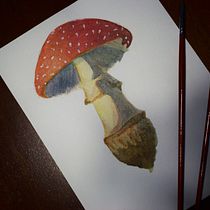 Il mio progetto del corso: Illustrazione di elementi naturali ad acquerello. Un progetto di Illustrazione tradizionale, Pittura ad acquerello e Illustrazione naturalistica di Elena Gangemi - 04.02.2022