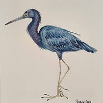 Mi Proyecto del curso: Ilustración naturalista de aves con acuarela. Projekt z dziedziny Trad, c, jna ilustracja, Malowanie akwarelą, R, sunek realist, czn, Ilustracja naturalist i czna użytkownika Rosa Angélica Sánchez - 04.02.2022