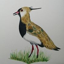 Mi Proyecto del curso: Ilustración naturalista de aves con acuarela. Ilustração tradicional, Pintura em aquarela, Desenho realista e Ilustração naturalista projeto de Paz - 05.02.2022