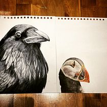 Puffin in Artistic Watercolor Techniques for Illustrating Birds course. Traditional illustration, Watercolor Painting, Realistic Drawing, and Naturalistic Illustration project by niamhlacy - 02.04.2022