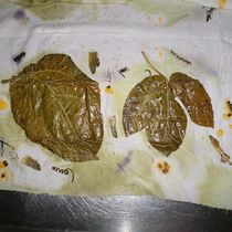 Mi Proyecto del curso: Impresión botánica en textil y papel. Arts, Crafts, Fashion Design, DIY, Textile D, eing, Textile Printing, and Textile Design project by tatiana guerrero arevalo - 02.06.2022