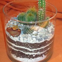 Mein Kursprojekt: Pflanzenkunst: Gestalte ein offenes Terrarium. Interior Design, L, scape Architecture, Decoration, DIY, Floral, and Plant Design project by Rudolf Pankratius - 02.05.2022