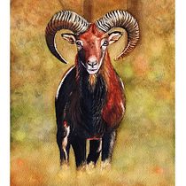 Proyecto Final: Retratos expresivos de animales en acuarela - Yago Carreira. Un proyecto de Ilustración tradicional, Pintura a la acuarela, Dibujo realista e Ilustración naturalista				 de Yago Carreira - 06.02.2022