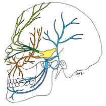 Meu projeto do curso: Desenho anatômico para principiantes Ein Projekt aus dem Bereich Bildende Künste, Skizzenentwurf, Bleistiftzeichnung, Zeichnung, Realistische Zeichnung und Anatomische Zeichnung von Luiz Takase - 06.02.2022