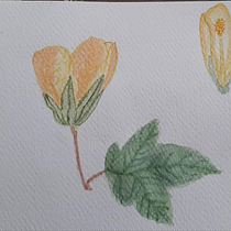 Mi Proyecto del curso: Ilustración botánica con acuarela. Ilustração tradicional, Artes plásticas, Pintura, Desenho, Pintura em aquarela e Ilustração botânica projeto de yumiyumi94 - 06.02.2022