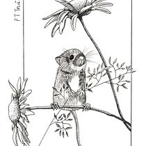 My project in Dip Pen and Ink Illustration: Capturing The Natural World course. Un projet de Esquisse , Dessin, Dessin artistique, Carnet de croquis, Illustration à l'encre et Illustration naturaliste de Tra Pham - 09.02.2022