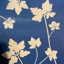 Mon projet du cours : Cyanotype : technique d'impression à la lumière. Un projet de Artisanat, Beaux Arts, Estampe, DIY, Photographie argentique et Illustration traditionnelle de ebg16 - 10.02.2022