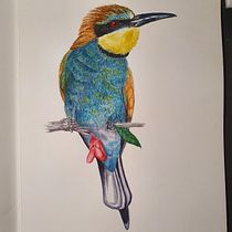 My project in Naturalist Bird Illustration with Watercolors course. Ilustração tradicional, Pintura em aquarela, Desenho realista e Ilustração naturalista projeto de Henriëtte Doornwaard - 11.02.2022