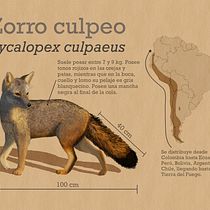 Mi Proyecto del curso: Ilustración naturalista de animales con Procreate. Un proyecto de Ilustración tradicional, Ilustración digital, Dibujo realista e Ilustración naturalista				 de Isidora Schorr - 11.02.2022