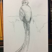 Quetzal de hojas. Traditional illustration, Pencil Drawing, Drawing, Artistic Drawing, Naturalistic Illustration, and Colored Pencil Drawing project by Carmen Miranda Vargas - 02.12.2022