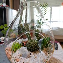 My project in Plant Art: Create Your Own Open Terrarium  course. Interior Design, L, scape Architecture, Decoration, DIY, Floral, and Plant Design project by nareerassa - 02.11.2022