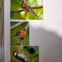 Mon projet du cours : Techniques artistiques d'aquarelle pour illustrer les oiseaux. Traditional illustration, Watercolor Painting, Realistic Drawing, and Naturalistic Illustration project by Hélène Scoarnec - 02.13.2022
