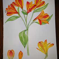 Mein Kursprojekt: Botanisches Aquarell: illustriere die Anatomie der Blumen. Un progetto di Illustrazione tradizionale, Belle arti, Pittura, Disegno, Pittura ad acquerello e Illustrazione botanica di ari - 13.02.2022
