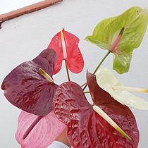 Mi Proyecto del curso: Diseño de arreglos con flores de temporada. Design de interiores, Paisagismo, Decoração de interiores, DIY, e Design floral e vegetal projeto de Lucia S. Madrid - 13.02.2022