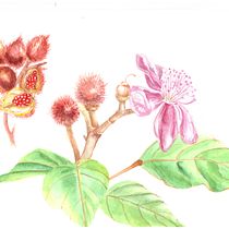 Mi Proyecto del curso: Ilustración botánica con acuarela. Ilustração tradicional, Artes plásticas, Pintura, Desenho, Pintura em aquarela e Ilustração botânica projeto de lelex_santos - 14.02.2022