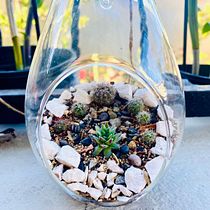 Mi Proyecto del curso: Arte vegetal: crea tu propio terrario abierto. Interior Design, L, scape Architecture, Decoration, DIY, Floral, and Plant Design project by kelvia - 02.14.2022