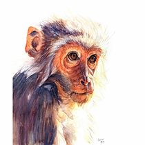 Mi Proyecto del curso: Retratos expresivos de animales en acuarela. Ilustração tradicional, Pintura em aquarela, Desenho realista e Ilustração naturalista projeto de Adrián Rayón - 11.02.2022