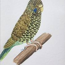  Ilustración naturalista de aves con acuarela Periquito australiano. Ilustração tradicional, Pintura em aquarela, Desenho realista e Ilustração naturalista projeto de Caro Albarran - 19.02.2022