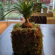 My project in Kokedamas: Create Natural Moss Pots  course. Arts, Crafts, Interior Design, L, scape Architecture, Decoration, DIY, Floral, and Plant Design project by Piotr Röllano - 02.19.2022
