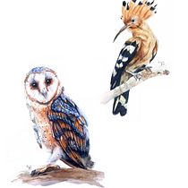 Mi Proyecto del curso: Ilustración naturalista de aves con acuarela. Ilustração tradicional, Pintura em aquarela, Desenho realista e Ilustração naturalista projeto de Adrián Rayón - 19.02.2022