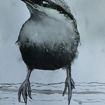 My Southern African project in Artistic Watercolour Techniques for Illustrating Birds course. Traditional illustration, Watercolor Painting, Realistic Drawing, and Naturalistic Illustration project by Gavin Ralphs - 02.20.2022