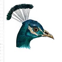 My project in Artistic Watercolor Techniques for Illustrating Birds course. Traditional illustration, Watercolor Painting, Realistic Drawing, and Naturalistic Illustration project by noelaniharman - 02.21.2022