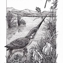My project in Dip Pen and Ink Illustration: Capturing The Natural World course Ein Projekt aus dem Bereich Skizzenentwurf, Zeichnung, Artistische Zeichnung, Sketchbook, Illustration mit Tinte und Naturalistische Illustration von Suzanna Watkinson - 22.02.2022