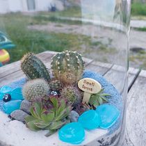Il mio progetto del corso: Arte vegetale: crea un terrario aperto. Interior Design, L, scape Architecture, Decoration, DIY, Floral, and Plant Design project by Lorena Lovrečič - 02.22.2022