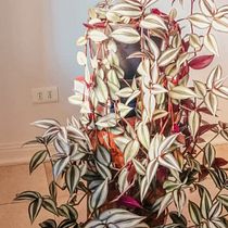 Mi Proyecto del curso: Estilismo y decoración del hogar con plantas. Un proyecto de Diseño interactivo, Decoración de interiores, Interiorismo, DIY, Diseño floral, vegetal y Diseño de espacios de fdmorales - 23.06.2022