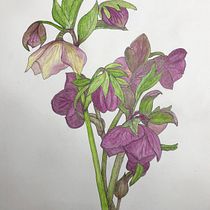 My project in Botanical Sketchbooking: A Meditative Approach course. Ilustração tradicional, Esboçado, Desenho, Pintura em aquarela, Ilustração botânica, e Sketchbook projeto de Sascha McDonald - 24.02.2022