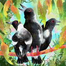 Australian Magpies. Traditional illustration, and Digital Illustration project by vvanderschaaf - 02.24.2022