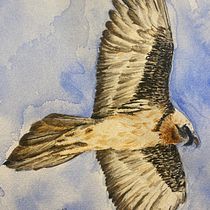 Gyapète Barbu. Traditional illustration, Watercolor Painting, Realistic Drawing, and Naturalistic Illustration project by VAL - 02.25.2022