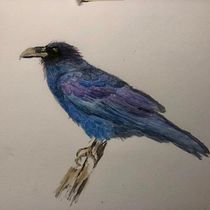 My project in Naturalist Bird Illustration with Watercolors course. Ilustração tradicional, Pintura em aquarela, Desenho realista e Ilustração naturalista projeto de carolelstewart - 26.02.2022