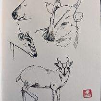 My studies of British animals - project for Daily Sketching for Creative Inspiration course. Traditional illustration, Sketching, Creativit, Drawing, and Sketchbook project by astridcoxon - 02.28.2022