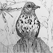 My project in Dip Pen and Ink Illustration: Capturing The Natural World course. Un projet de Esquisse , Dessin, Dessin artistique, Carnet de croquis, Illustration à l'encre et Illustration naturaliste de Leslie Rennolds - 28.02.2022