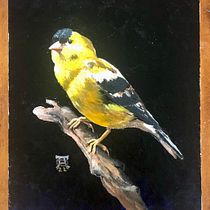 My project in Classical Oil Painting for Naturalist Bird Portraiture course. Fine Arts, Painting, Oil Painting, and Naturalistic Illustration project by Debbie Anderson - 02.28.2022