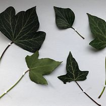 Mein Kursprojekt: Realistische botanische Zeichnungen in Aquarell "Ivy". Design, Traditional illustration, Fine Arts, Painting, Watercolor Painting, and Botanical Illustration project by watercolorpassionart - 03.03.2022
