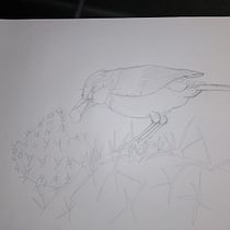 Mi Proyecto del curso: Ilustración naturalista de aves con acuarela CARBONERO COMÚN. Ilustração tradicional, Pintura em aquarela, Desenho realista e Ilustração naturalista projeto de palocauper - 04.03.2022