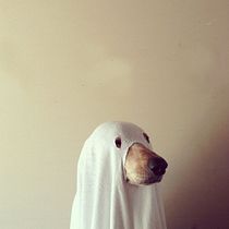 El perro, el fantasma y el ladrido Ein Projekt aus dem Bereich Schrift, Stor, telling, Erzählung, Literarisches schreiben und Kreatives Schreiben von Mauricio M. Sánchez - 04.03.2022