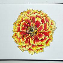My project in Botanical Sketchbooking: A Meditative Approach course. Ilustração tradicional, Esboçado, Desenho, Pintura em aquarela, Ilustração botânica, e Sketchbook projeto de Taylor Jansen - 06.03.2022